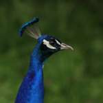 peacock, bird, animal-8108184.jpg